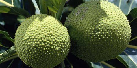 6 Reasons Breadfruit Can Solve World Hunger - The … - raincitystudios.com
