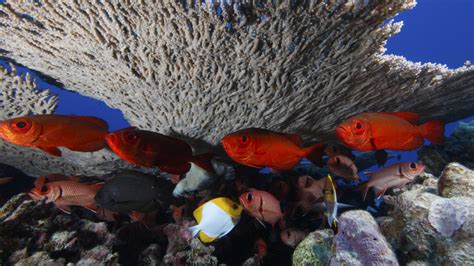 6 reasons habitat matters to fish, and people too - raincitystudios.com
