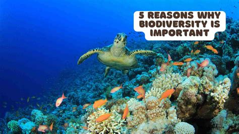 6 Reasons Why Protecting Marine Biodiversity … - raincitystudios.com