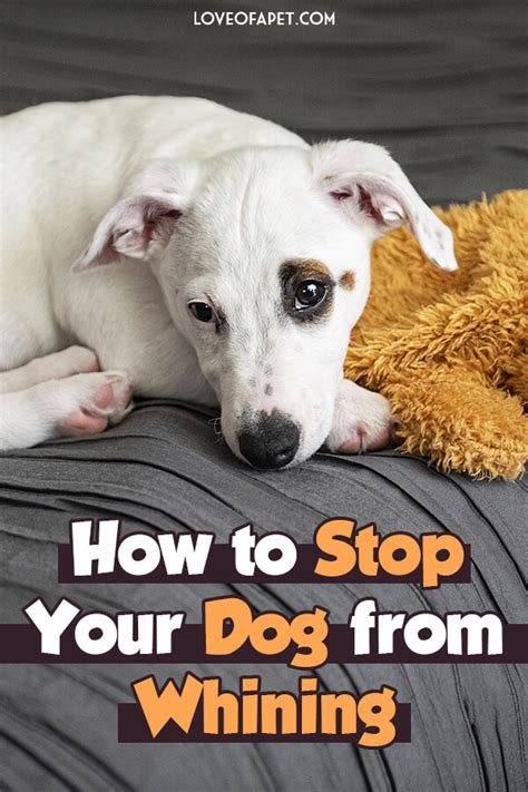 6 Reasons Why Your Dog Is Whining (and How to Stop It)