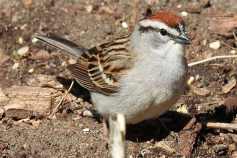 6 Sparrows With Striped Heads (ID, Photos) - Bird Advisors