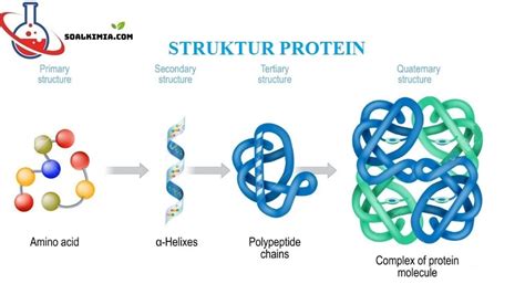 6 Struktur Jenis Fungsi Kualitas Dan Efek Protein