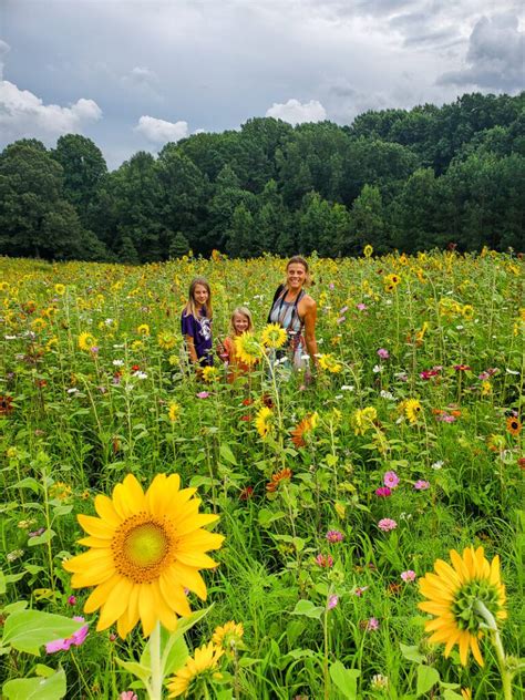 6 Sunflower Fields in Raleigh (don