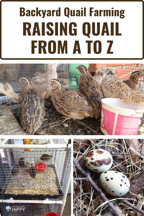 6 Tips for home-scale quail farming #ndogemek #quail - raincitystudios.com