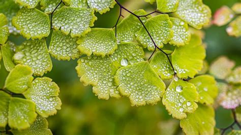 6 Types of Maidenhair Ferns to Beautify Your Home