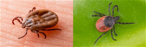 6 Types of Ticks Found In Canada! (ID GUIDE) - Bird Watching HQ