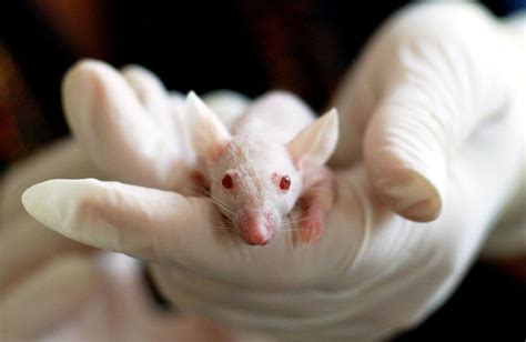 6 Ways to Help End Animal Experiments - Action Centre - PETA …