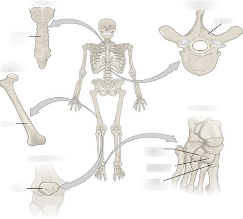 6 Bones