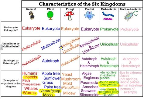 6 Kingdom Worksheets Learny Kids 6 Kingdom Worksheet - 6 Kingdom Worksheet