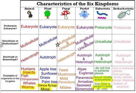6 Kingdoms Of Life Chart Worksheet Live Worksheets 6 Kingdoms Worksheet - 6 Kingdoms Worksheet