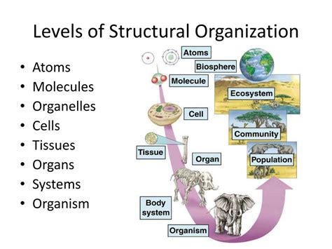 6 Levels Of Structural Organization Of The Human Body
