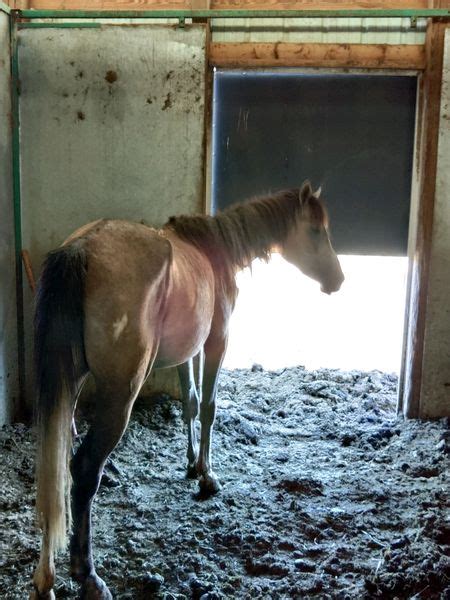 6 malnourished horses rescued from Parker home