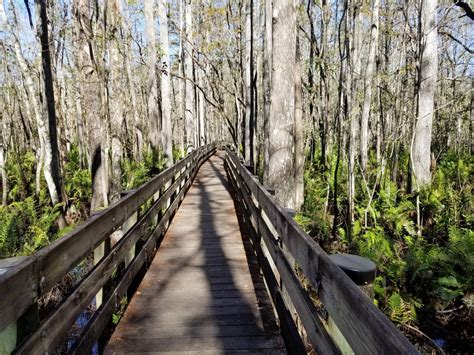 6 mile cypress preserve. Things To Know About 6 mile cypress preserve. 