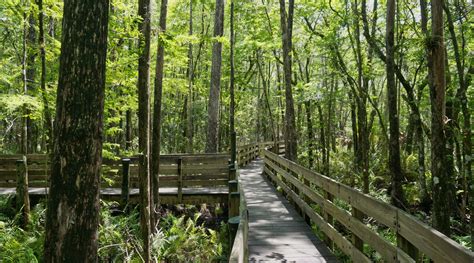 6 mile cypress slough. When Lee County citizens went to the polls in 1976, the majority voted to preserve this special place called Six Mile Cypress Slough. That is why we are able to … 