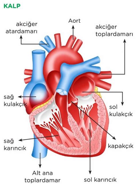 6 sınıf kalp resmi