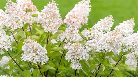 6 shrubs with white flowers for your garden