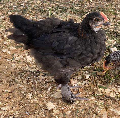 6 week old black copper marans. Things To Know About 6 week old black copper marans. 
