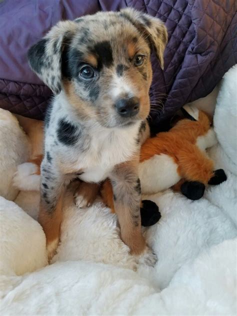 800.00. Cow Dogs for Sale: Purebred Blue Heeler pups MINI. 8 week old blue heeler pups for sale out of working parents, both on site. These reputation pups are... $500. Cow Dogs for Sale: Registered Australian cattle dog. This is a very nice Male pup.. 