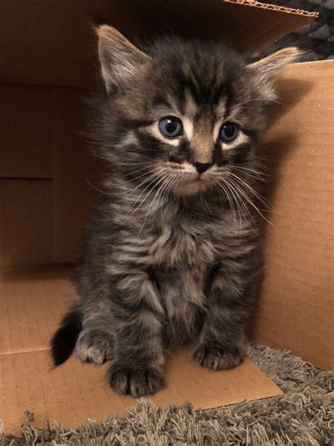 6 week old kitten. Once your kitten is about 3.5 to 4 weeks old, you can start weaning them off of the bottle. ... 3 weeks old: every 4-6 hours. 6 weeks old: three or more feedings of canned food spaced out evenly ... 