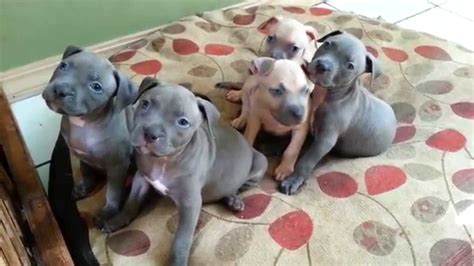 At six weeks (about one and a half months), old Pitbull puppies should be interested in a .... 