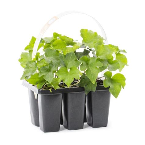 6-Pack in Tray English Ivy (L3258) - Lowe