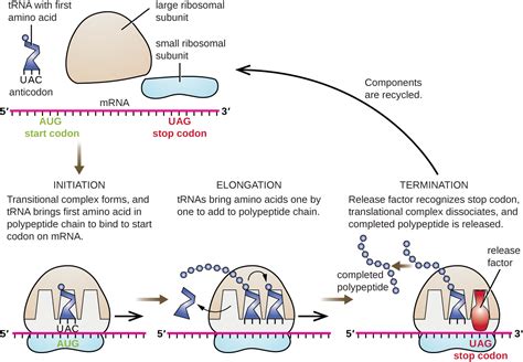 6.4: Protein Synthesis - Biology LibreTexts - wintechmobiles.com