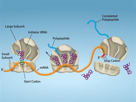 6.5: Protein Synthesis - Biology LibreTexts - wintechmobiles.com