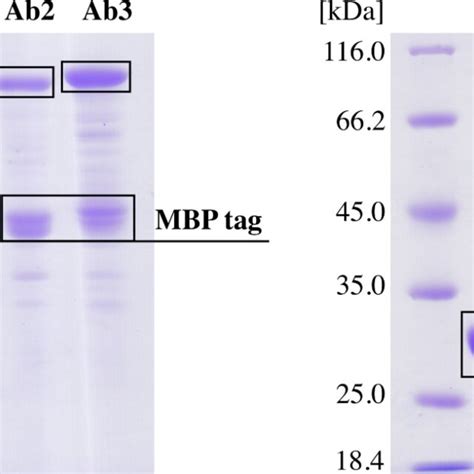 6.5 Enzymes - Biology 2e | OpenStax - wintechmobiles.com