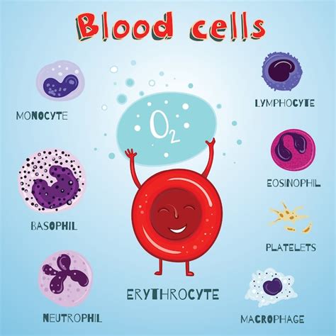 600 Blood Cells Cartoon Illustrations & Clip Art - iStock