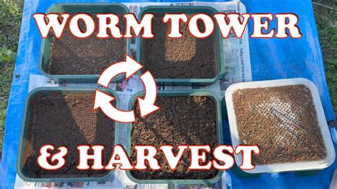 6000 Red Wiggler Worm Tower Rotation, Harvest & Feeding - raincitystudios.com