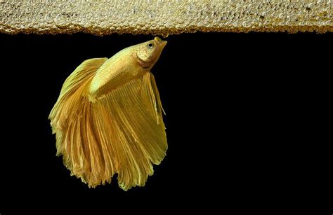 61 Betta Fish Names For Your Pet Kidadl