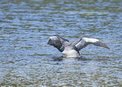 61 Flying Loon Stock Photos - Dreamstime