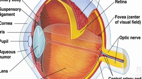 61 Human Eye Physiology