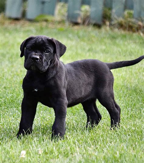 615 cane corso. Things To Know About 615 cane corso. 