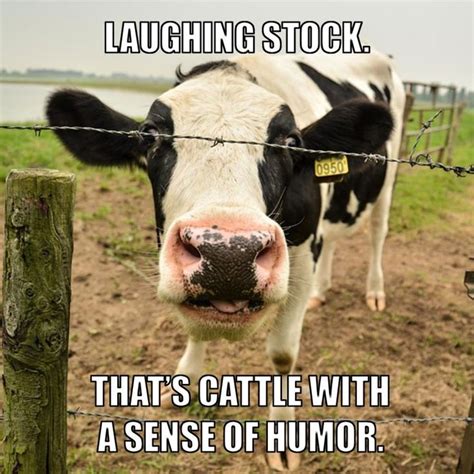 62 Best Funny cow sayings ideas farm humor, funny ... - Pinterest