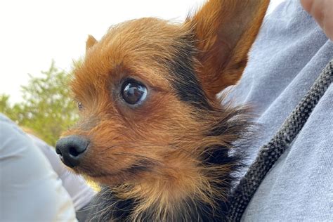 63 dogs, mostly Yorkies, rescued from Franklin County hoarder