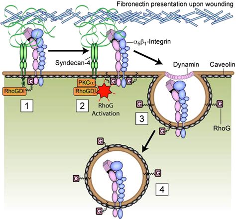 6385 - Gene ResultSDC4 syndecan 4 [ (human)] - National Center …