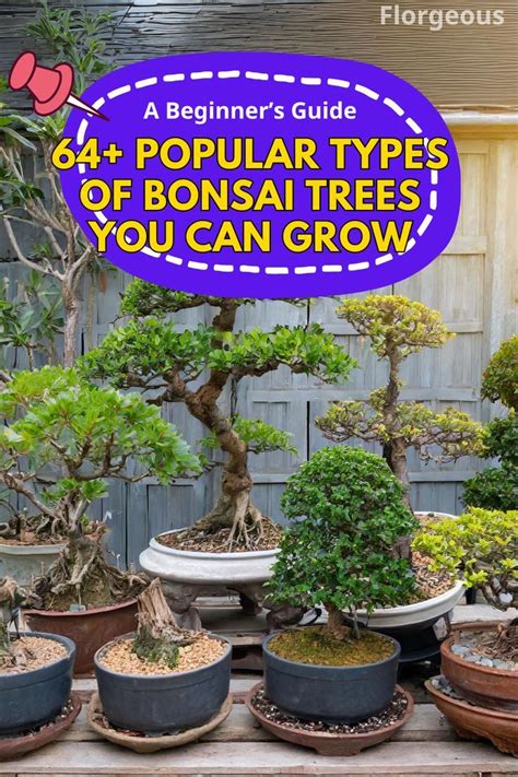 64+ Popular Types of Bonsai Trees You Can Grow - raincitystudios.com