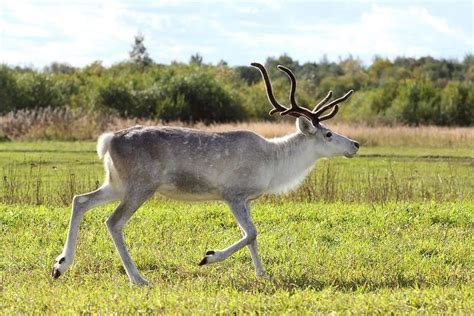 64 Reindeer Jokes That Will Have The Whole Family Roaring With Laughter …