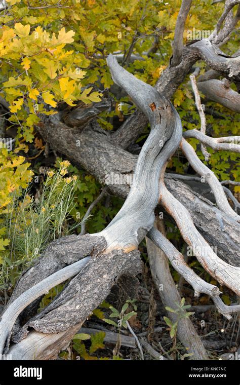 645 Dead Oak Tree Premium High Res Photos - Getty Images