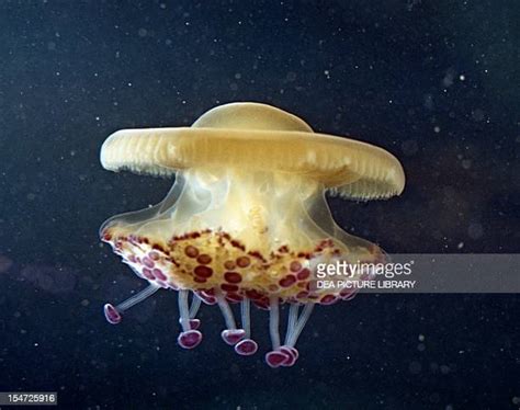 657 Green Jellyfish Premium High Res Photos - Getty …