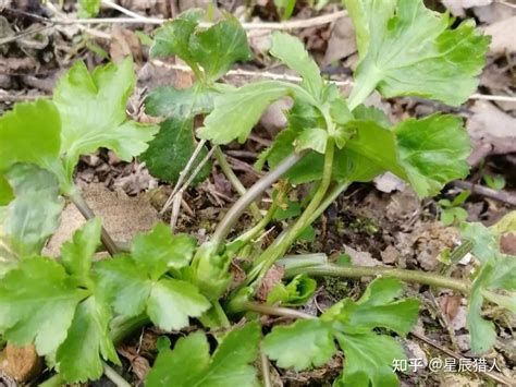 66种可食用野菜图谱大全 - 知乎 - 知乎专栏