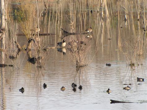 66. Dutch Gap Conservation Area, Chester, Virginia - BirdWatching