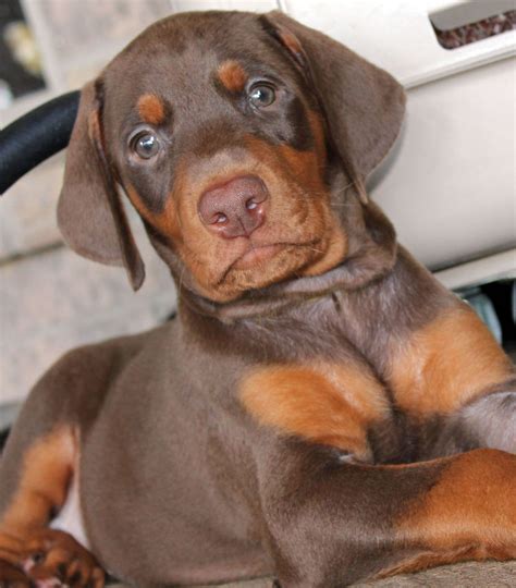 67 Doberman Pinscher Puppies For Sale Near Los Angeles, CA