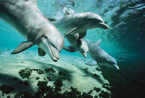 680 Beautiful dolphins ideas dolphins, sea animals, sea …