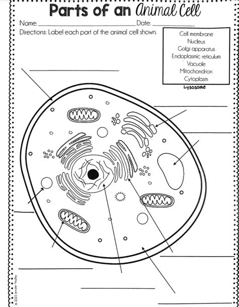 6th Grade Cell Unit   Animal Cell 7th Grade Free Download On Line - 6th Grade Cell Unit