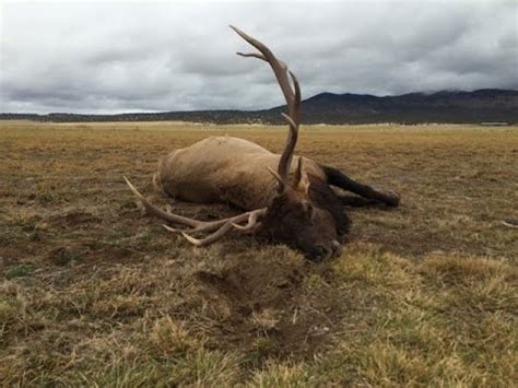 6x7 Bull Elk Trips on Fence and Dies - YouTube