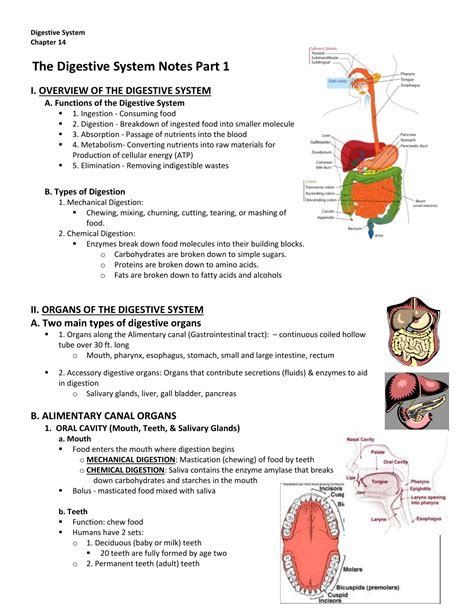 7 1 2 Digestive System Cie Igcse Biology Nutrition And Digestion Worksheet - Nutrition And Digestion Worksheet