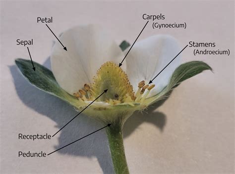 7 2 Flower Morphology Biology Libretexts Science Of Flowers - Science Of Flowers
