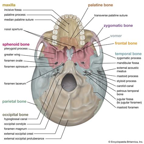 7 3 The Skull Anatomy Amp Physiology Open Skull Science - Skull Science